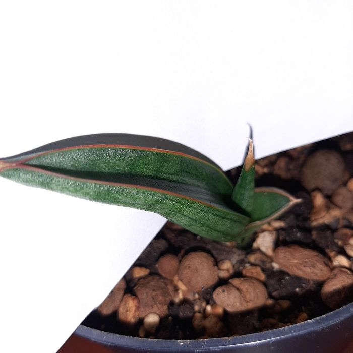 Patens Ed Eby, Patens