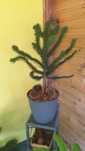 Araucaria chiijska Araukaria małpie drzewo