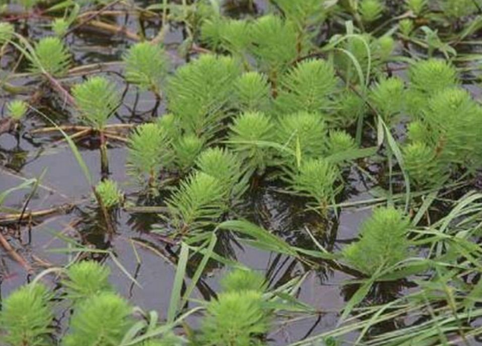 Planta aquática "pinheirinho de agua"