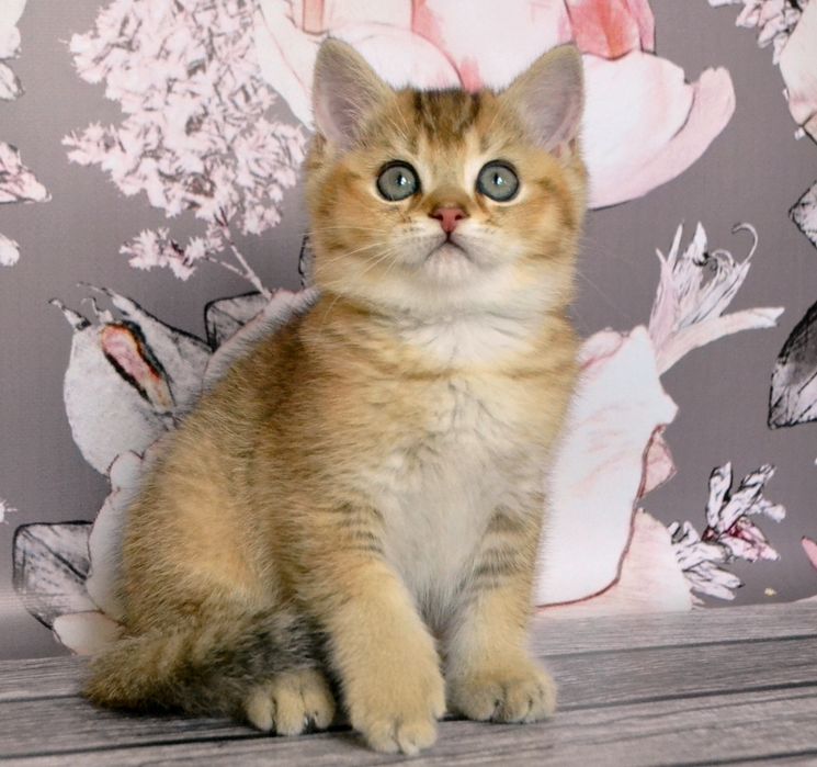 Малюкі Золотої шиншили