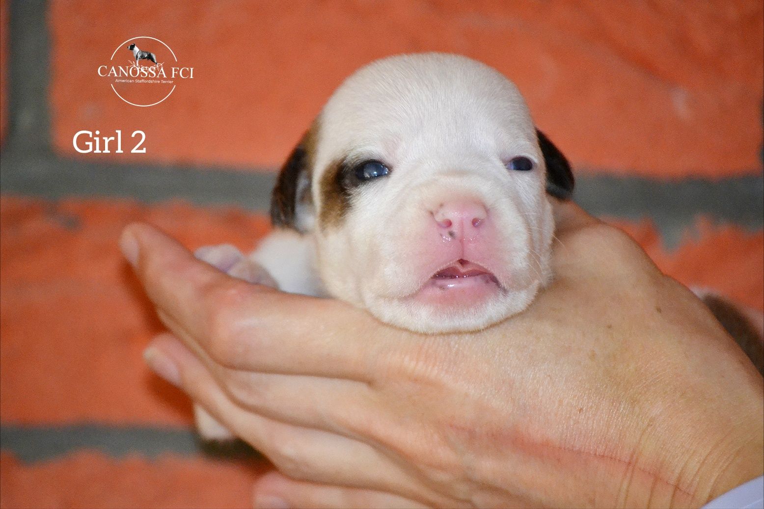 Śliczna łaciata suczka Amstaff FCI / rodzice z kraju z USA