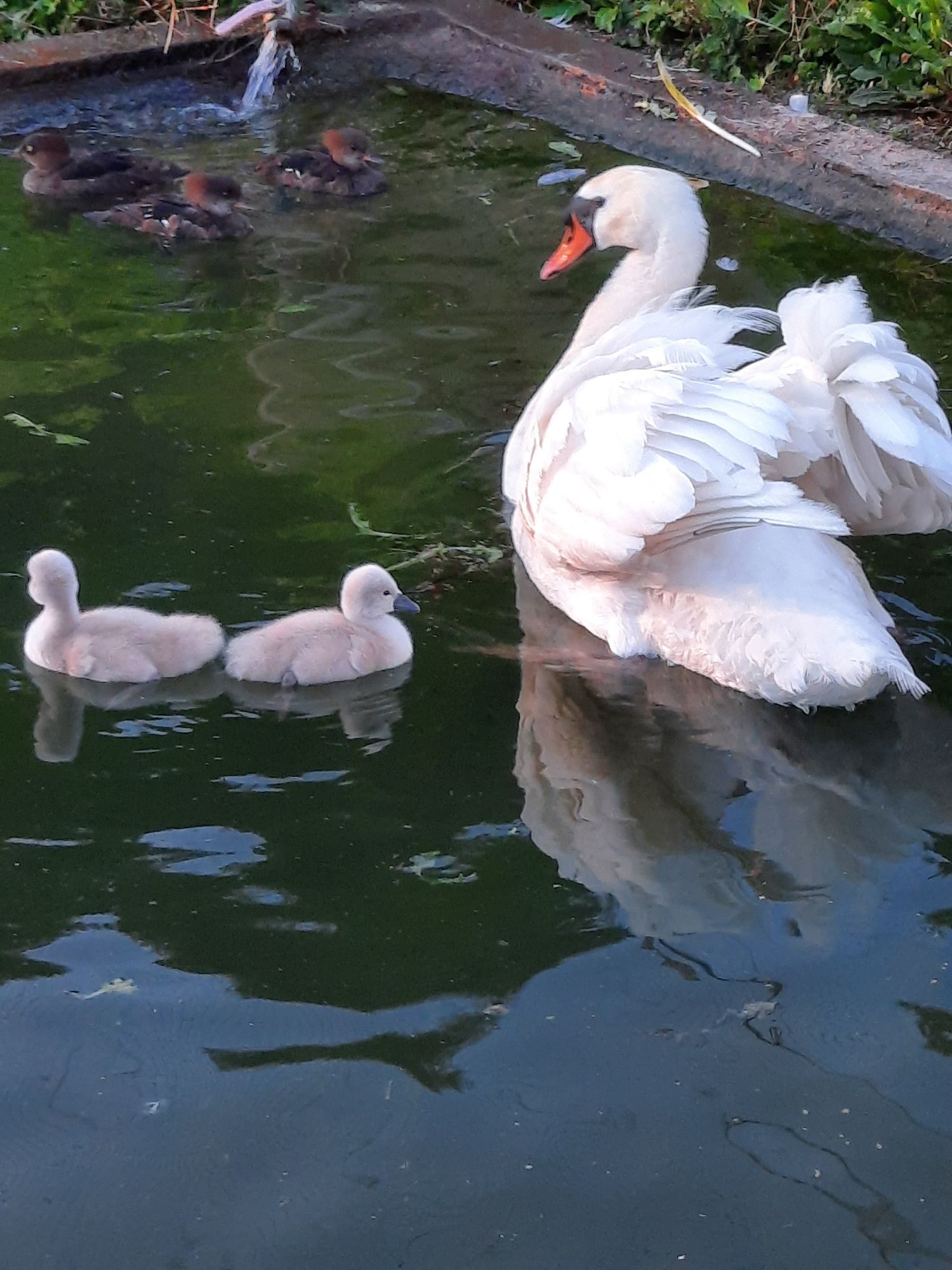 Casal de cisnes reprodutor
