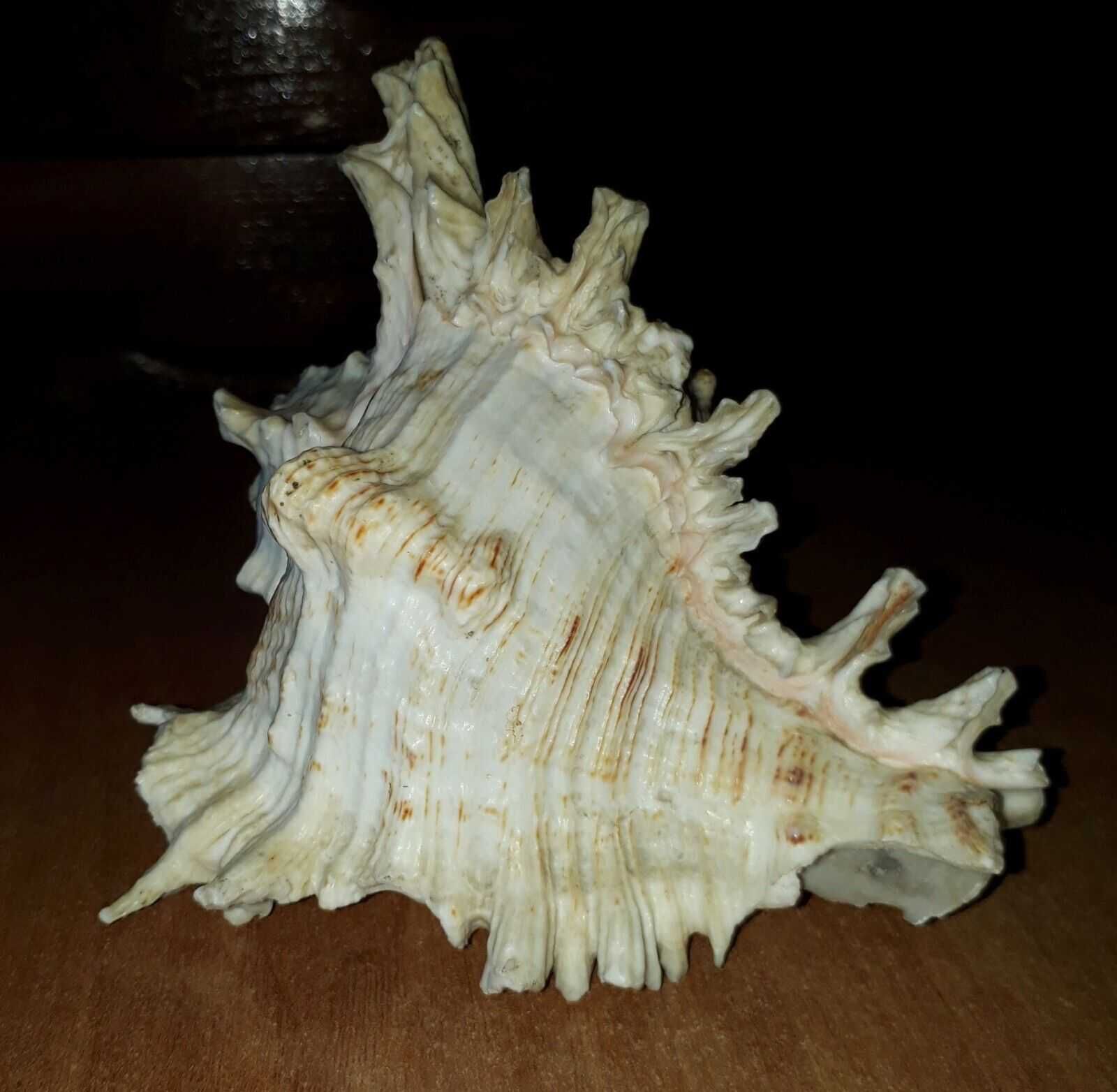 Океаническая ракушка Мурекс длина 14.5см