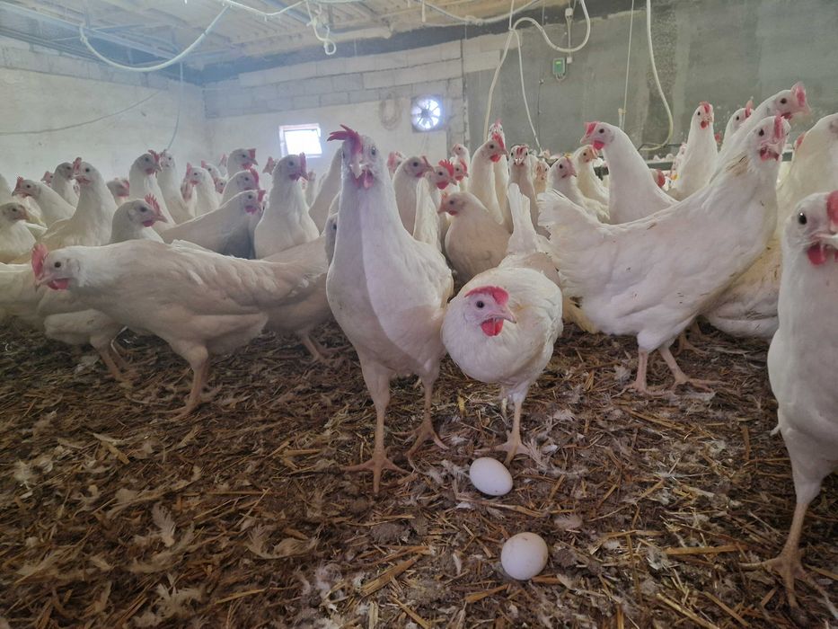 Kury kokoszki nioski Tetra biała jak leghorn dowóz Gratis