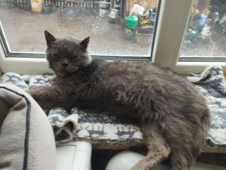 Котик-британець безкоштовно
