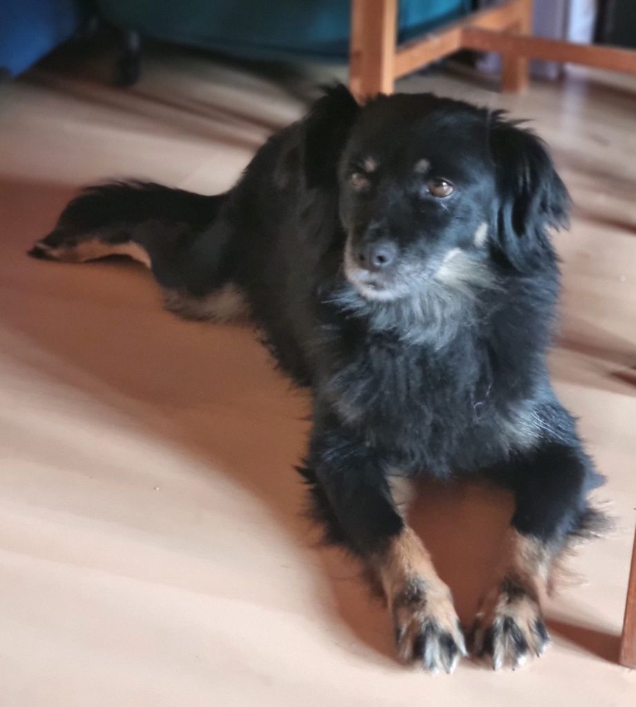 Kochana Lusia do adopcji