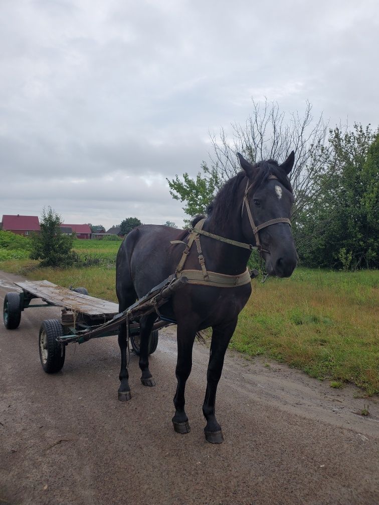 Продам жереба 2і4 роки