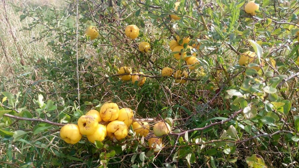 Pigwowiec Japoński EKOLOGICZNY - duży 4cm+ CERTYFIKAT! ( nie pigwa )