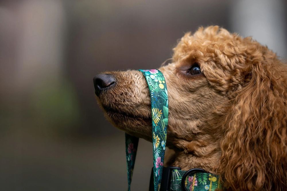 obroża dla małych piesków pinczer szpic bichon s 15 mm zielona nadruk