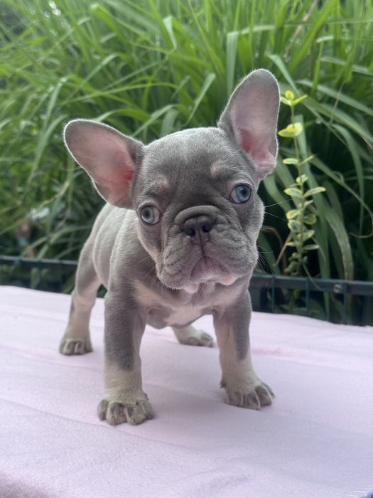 Шикарні , блакитноокі цуценята