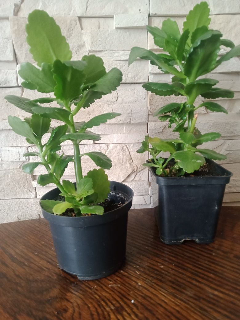 Kalanchoe sadzonka
