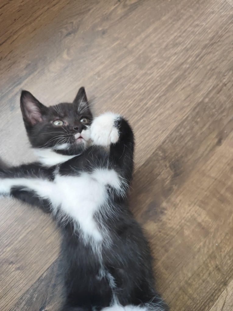 Kotek do adopcji
