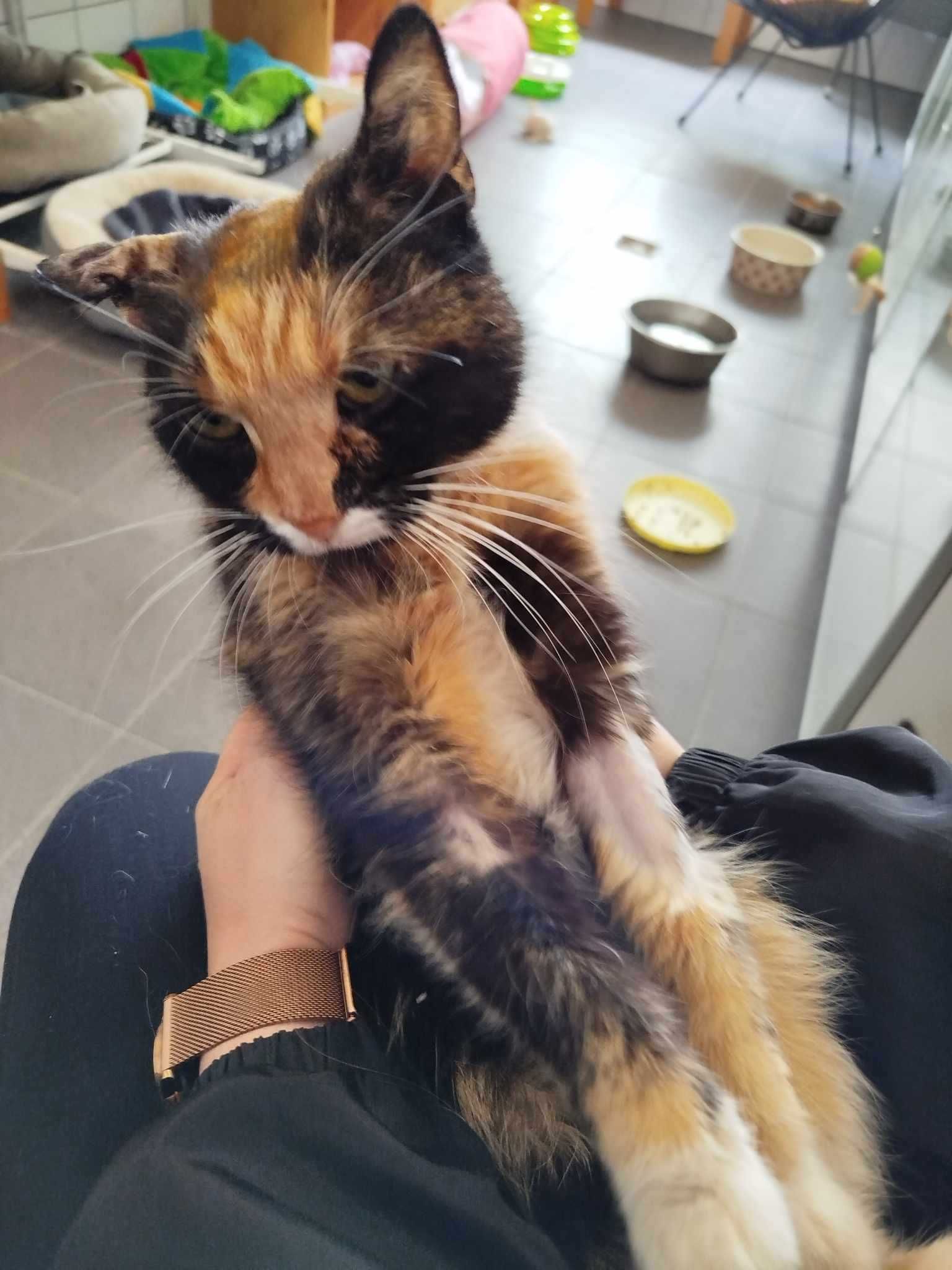 USZATKA kotka szylkretka kot adopcja schronisko