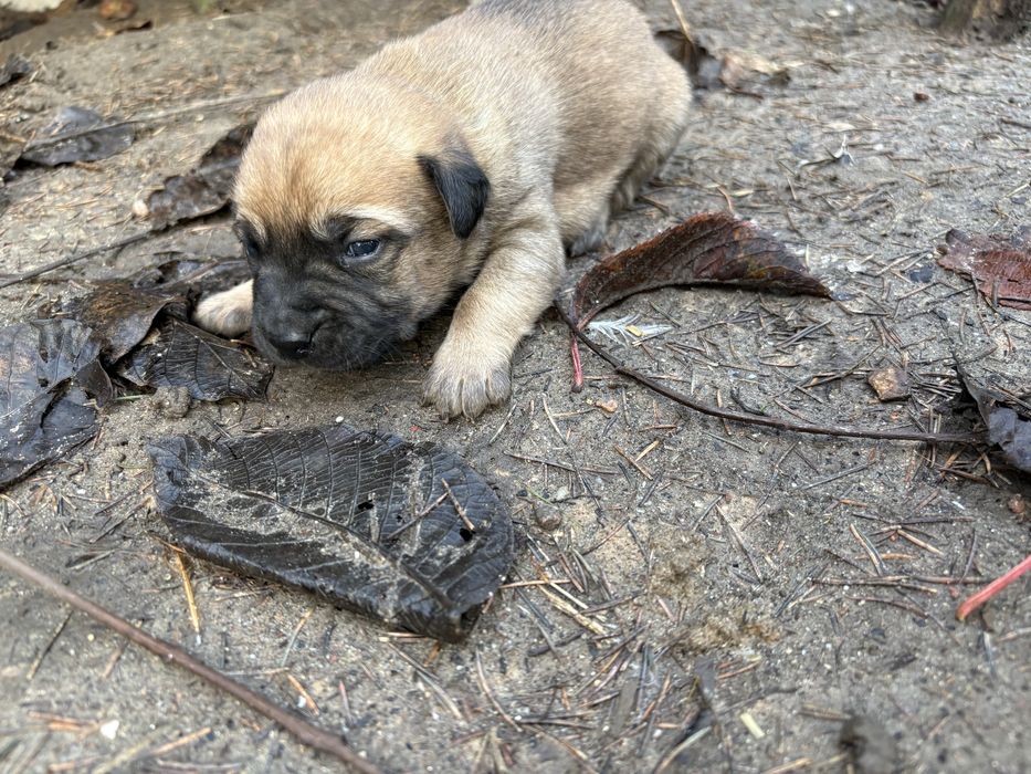 Oddam szczeniaki w dobre rece