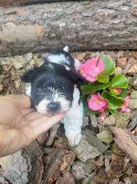 Maltipoo szczeniak Roki chłopiec ! Maltańczyk pudel