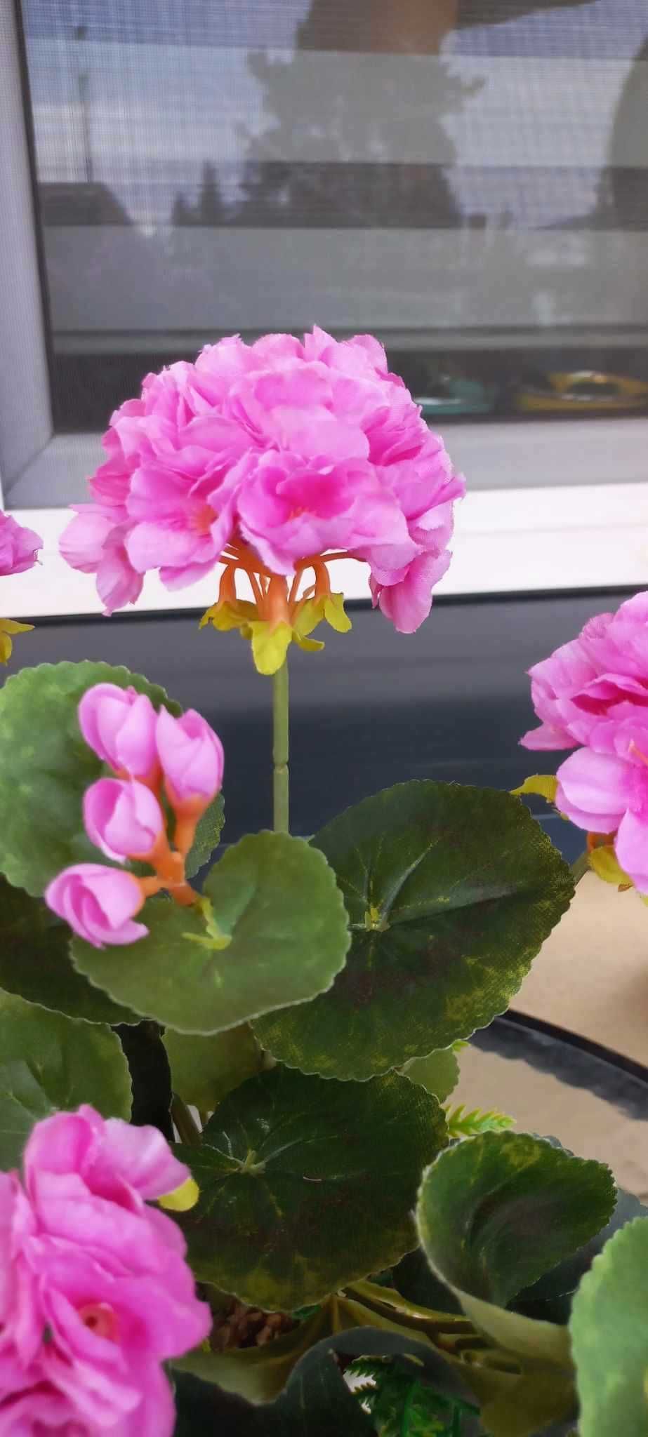 Trwała pelargonia z motylkiem,  w masywnej doniczce - jak żywa :)
