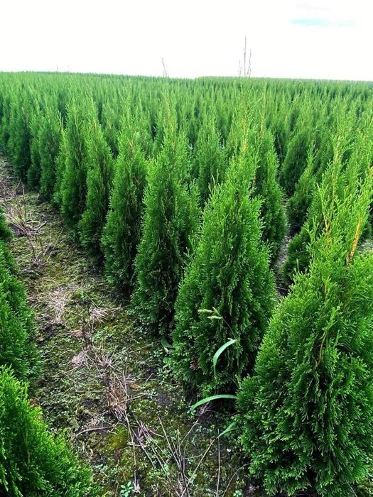 Tuja Szmaragd 120-180cm transport Sadzenie