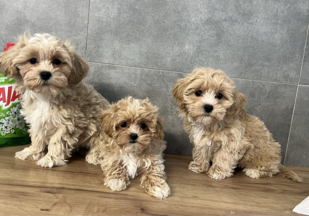 Maltipoo F1 szczeniak z Rodowodem