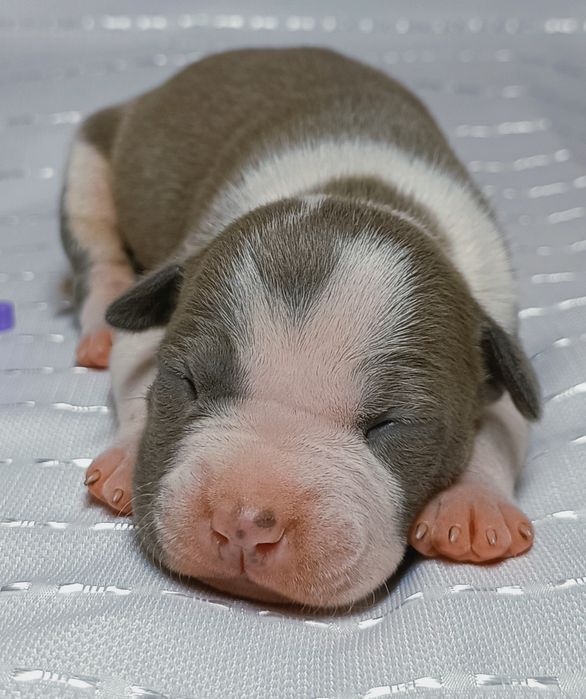 Сіра дівчинка АСТ вільна для резерву,КСУ,розплідник.