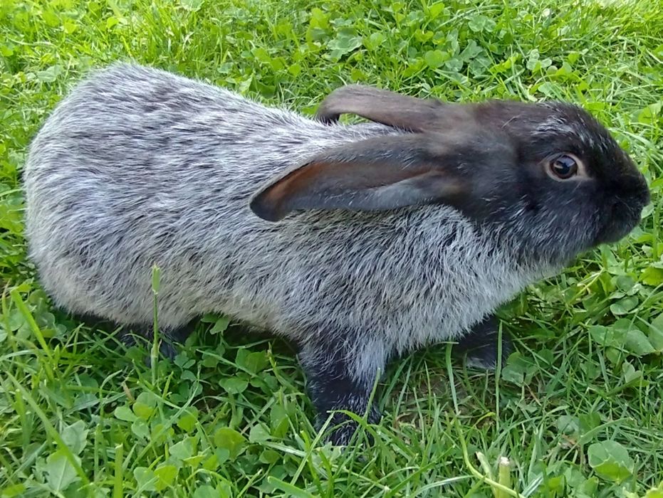 Кролі Полтавське срібло