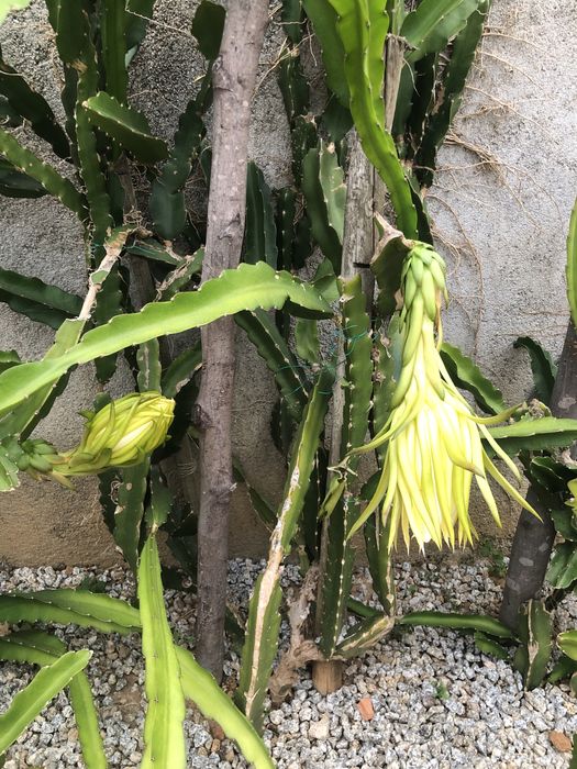 Pitaias em promoção