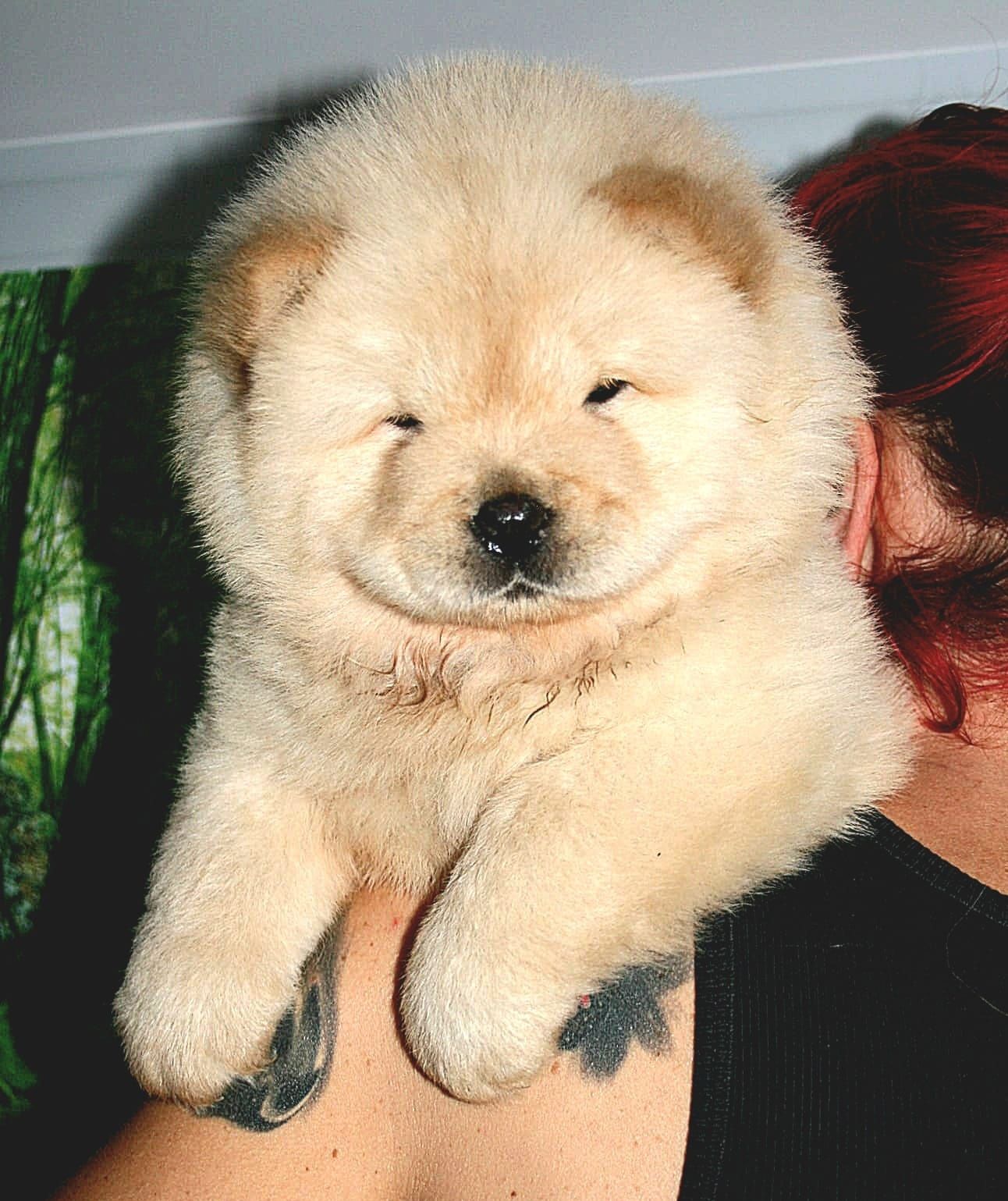 Samiec chow chow szczeniak