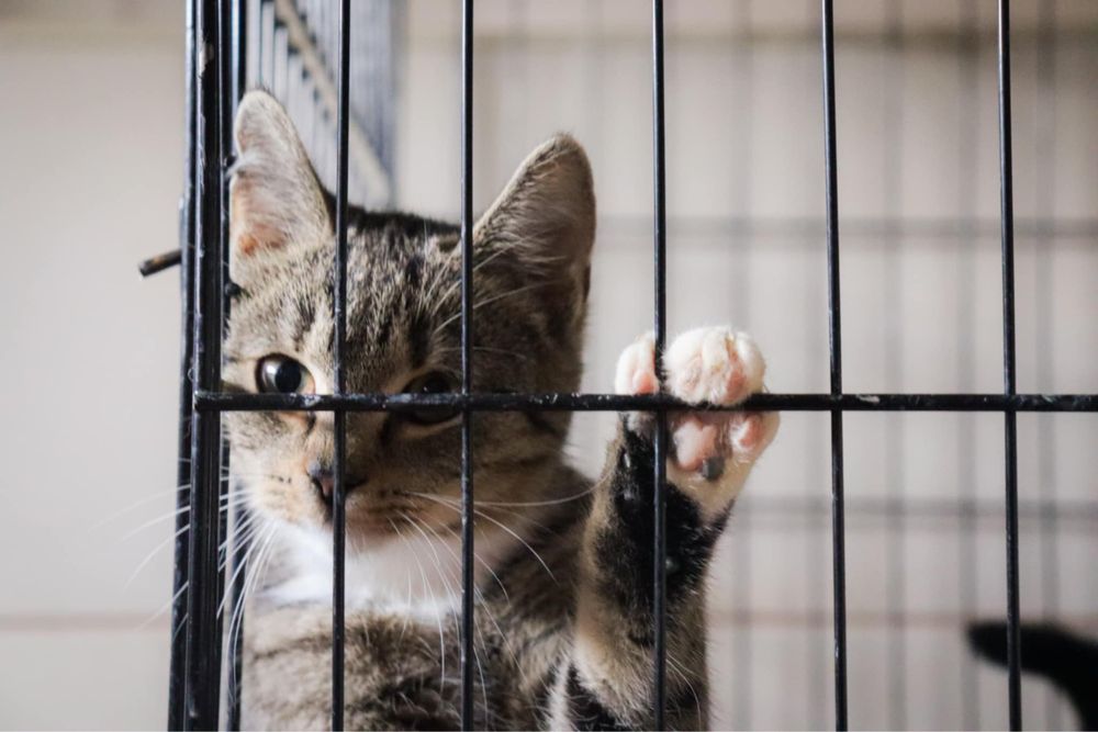 Debi kochana kotka szuka domu