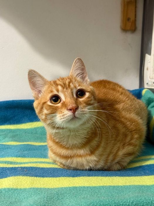 Котёнок, 4 мес, рыжее солнышко ждет своего человека, кому?