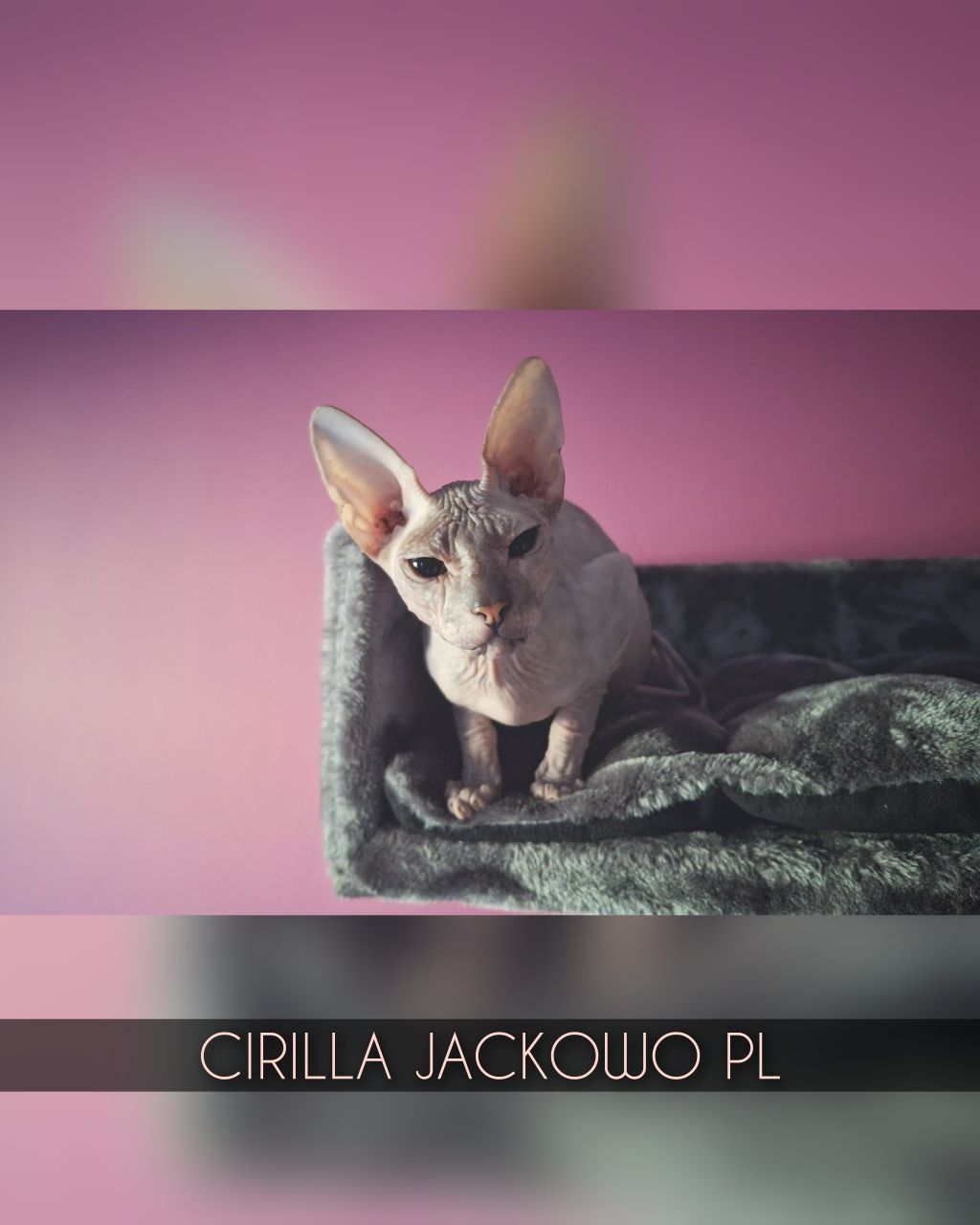Sfinks Doński/Don Sphynx, CIRILLA - piękna kotka szylkretka, miot C.