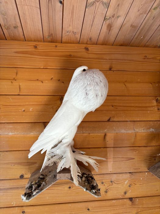 Garłacz, garłacze pomorskie