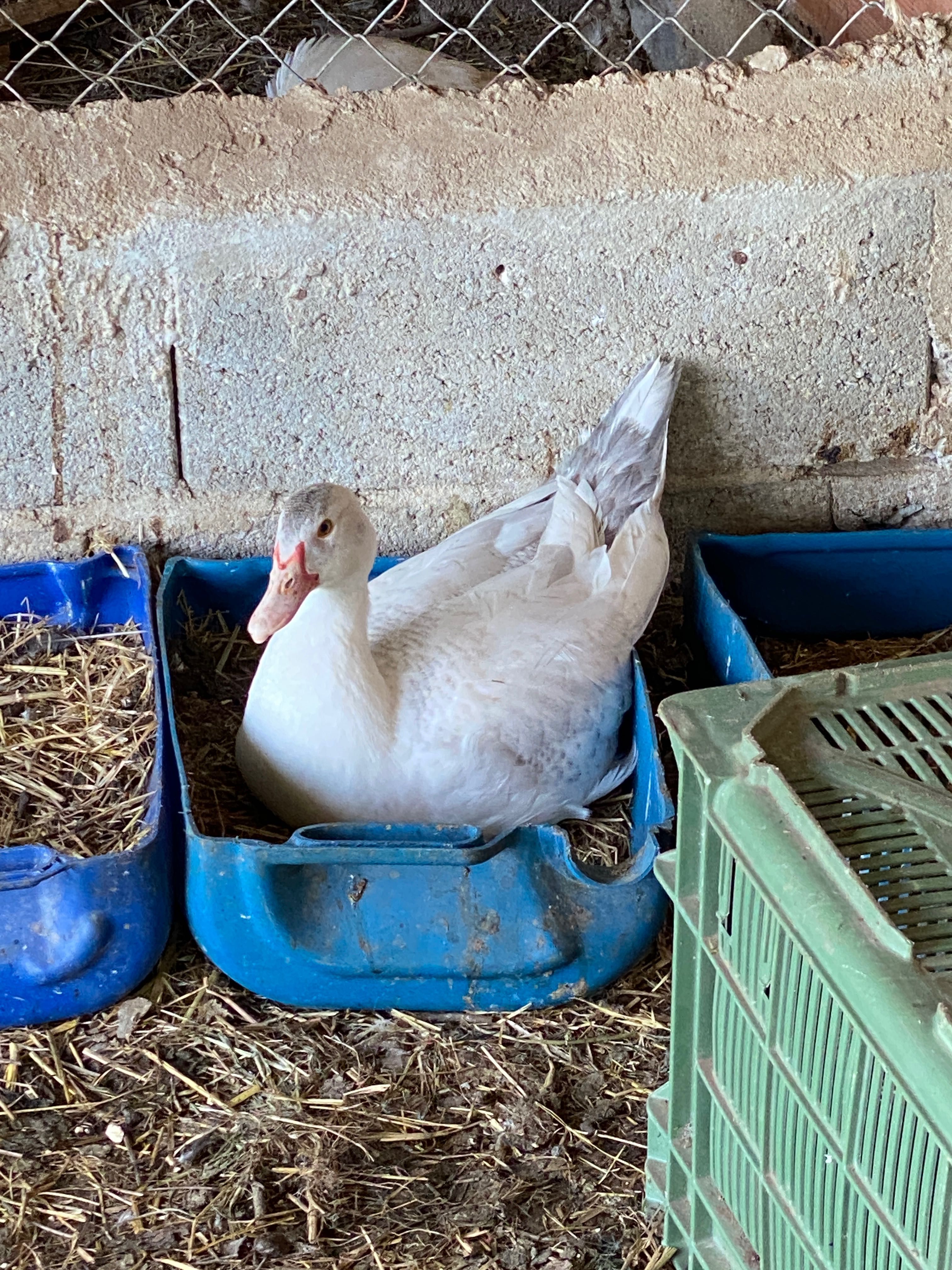 Patos de Moscóvia, com três meses, criados em casa