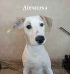 Цуценята Пітбуля