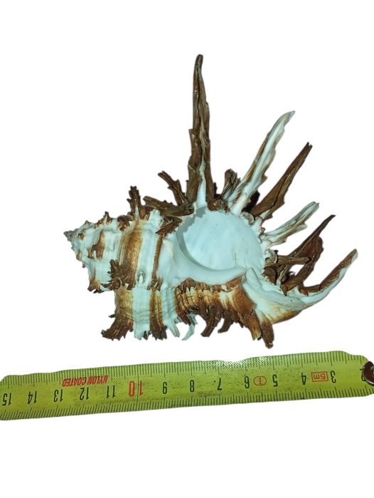 Ракушка Мурексу эндивии тихий океан