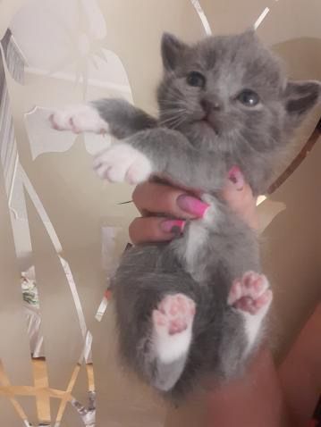 Котики в добрі руки