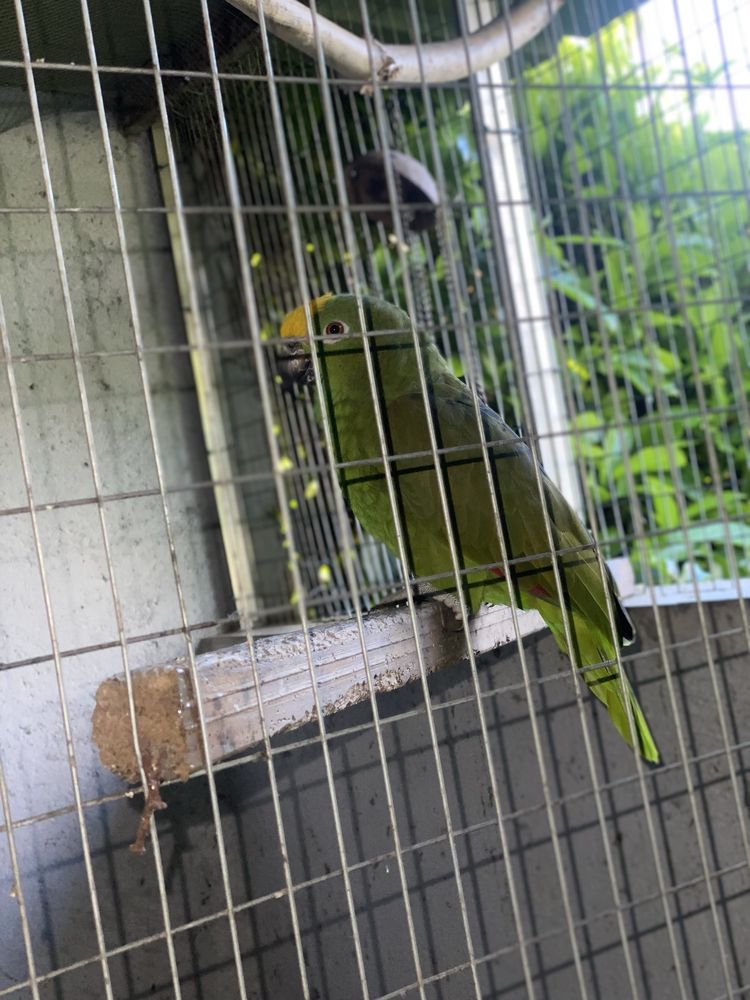aves repordutoras/papagaios campeiros( ochrocephala)