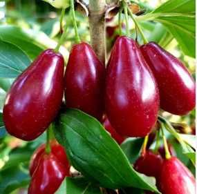 Саджанці: яблуня, груша, персик, нектарин, абрикос, слива, алича, айва