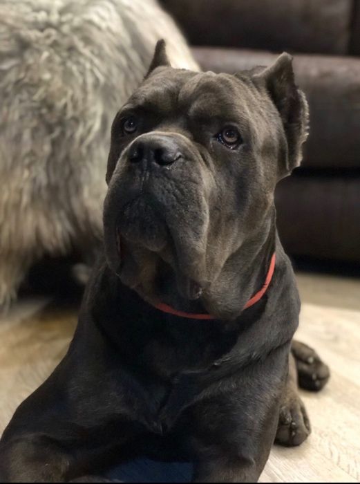 Кане Корсо . Вязка . Серый . КСУ