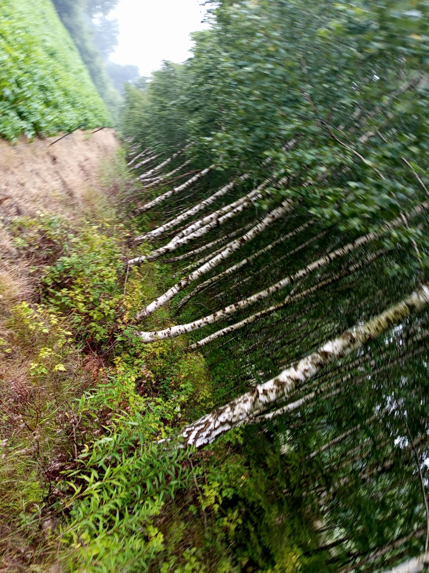 Sprzedam działkę rolną 2780m2.