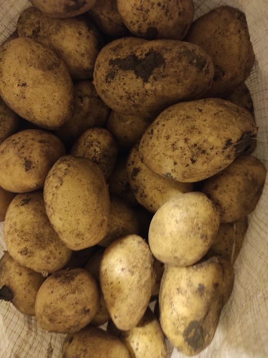 Продам картоплю 15