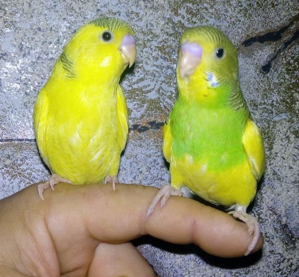 Молодые попугаи волнистые.