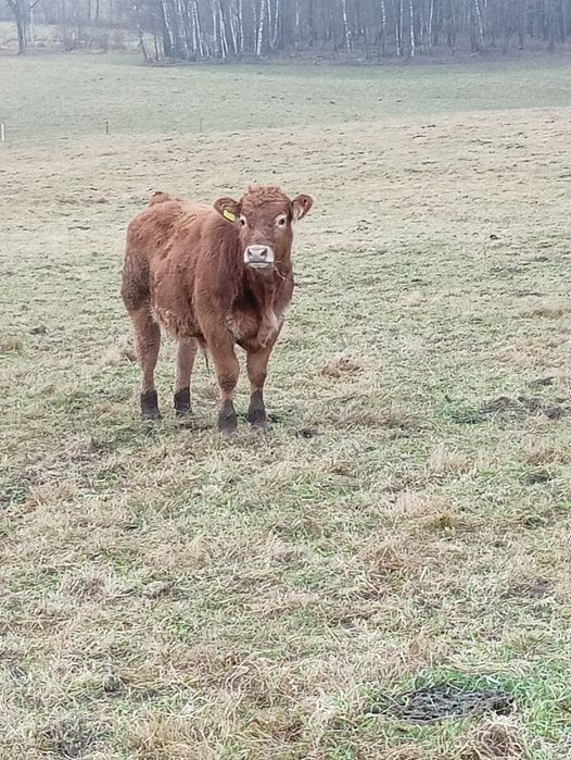 Odsadki limousine i mieszańce