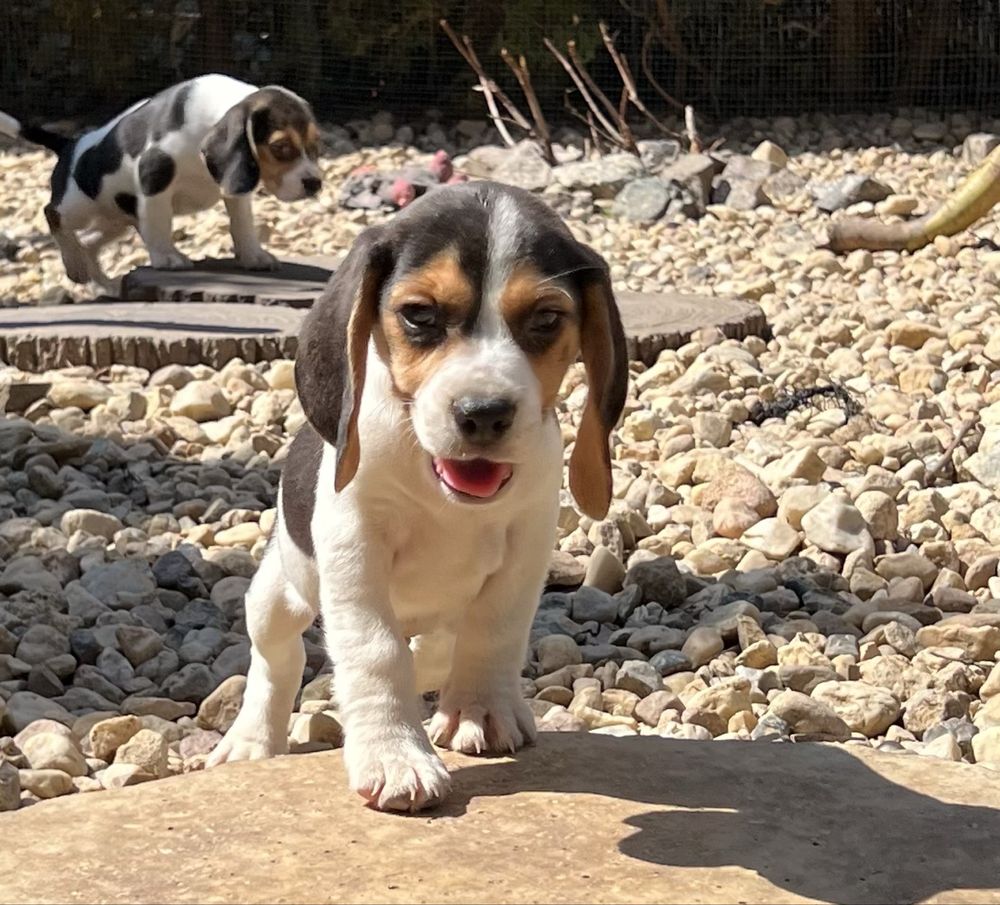 Bigiel ( beagle)chłopak gotowy do odbioru