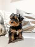 Maleńka suczka Yorkshire Terrier już do odbioru!