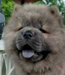Chow chow FCI cynamon