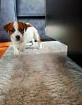 Gładkowłosa suczka Jack Russell Terrier FCI
