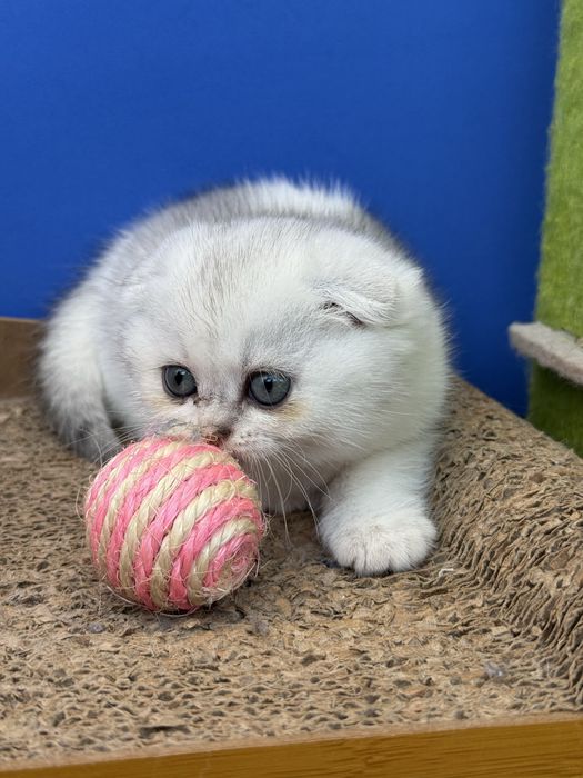 Menina scottish fold
