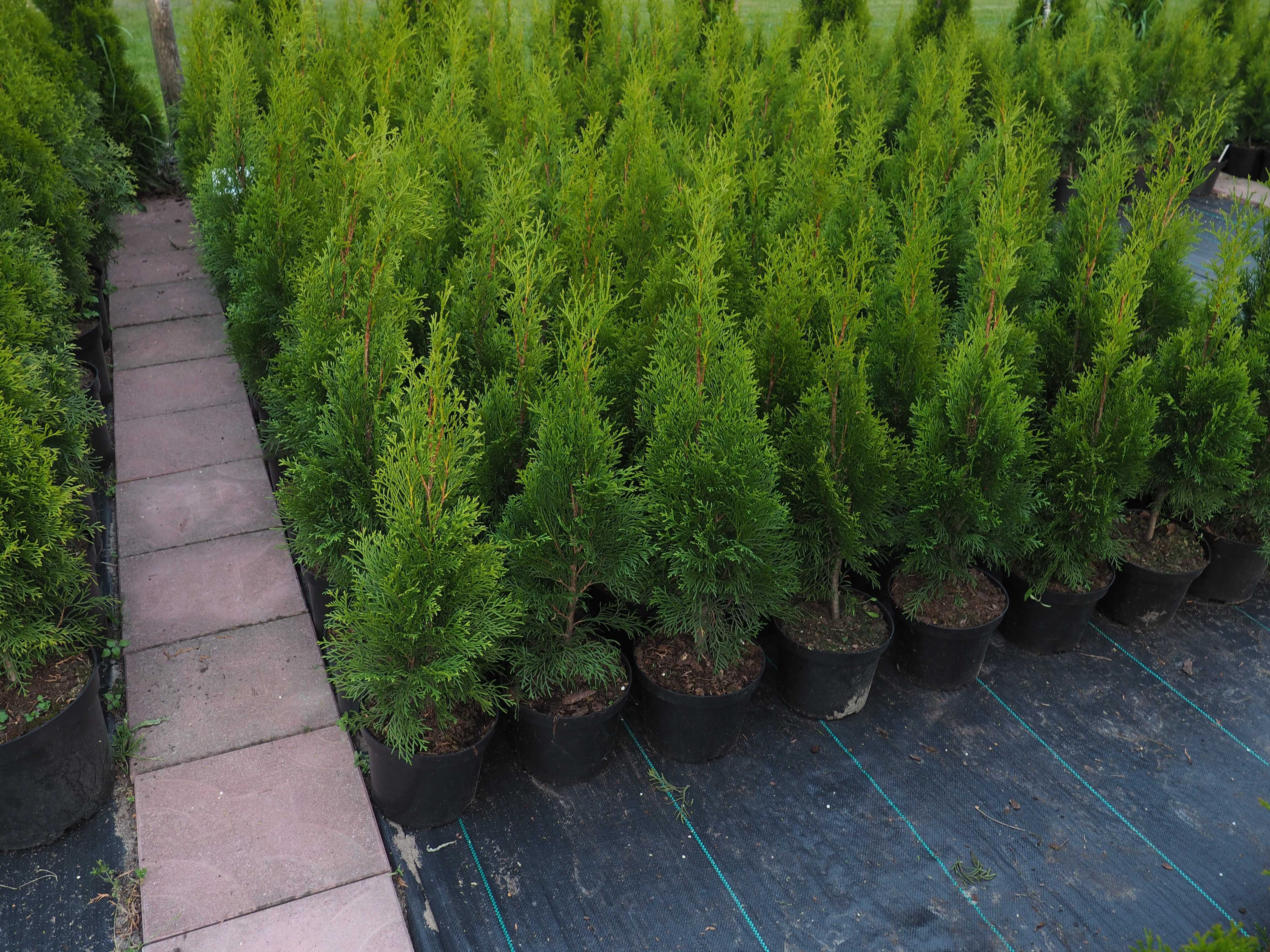 Tuje Szmaragd tuja Smaragd 60 - 70cm w doniczce 3 litry. Od producenta
