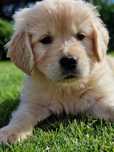 Golden Retriever szczeniak zkwp FCI śląskie