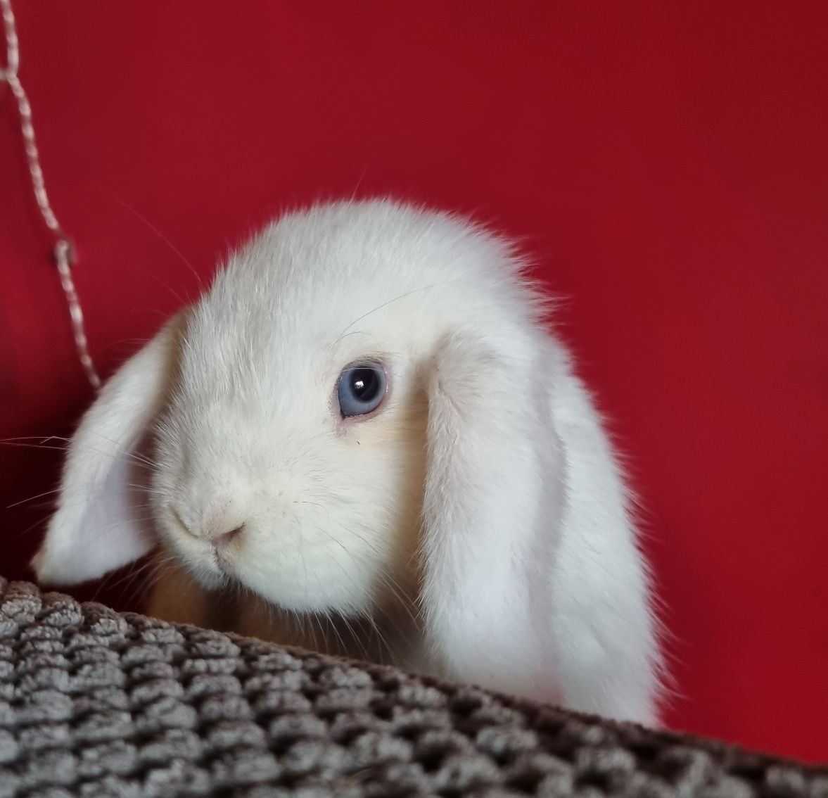 Królik baranek mini lop