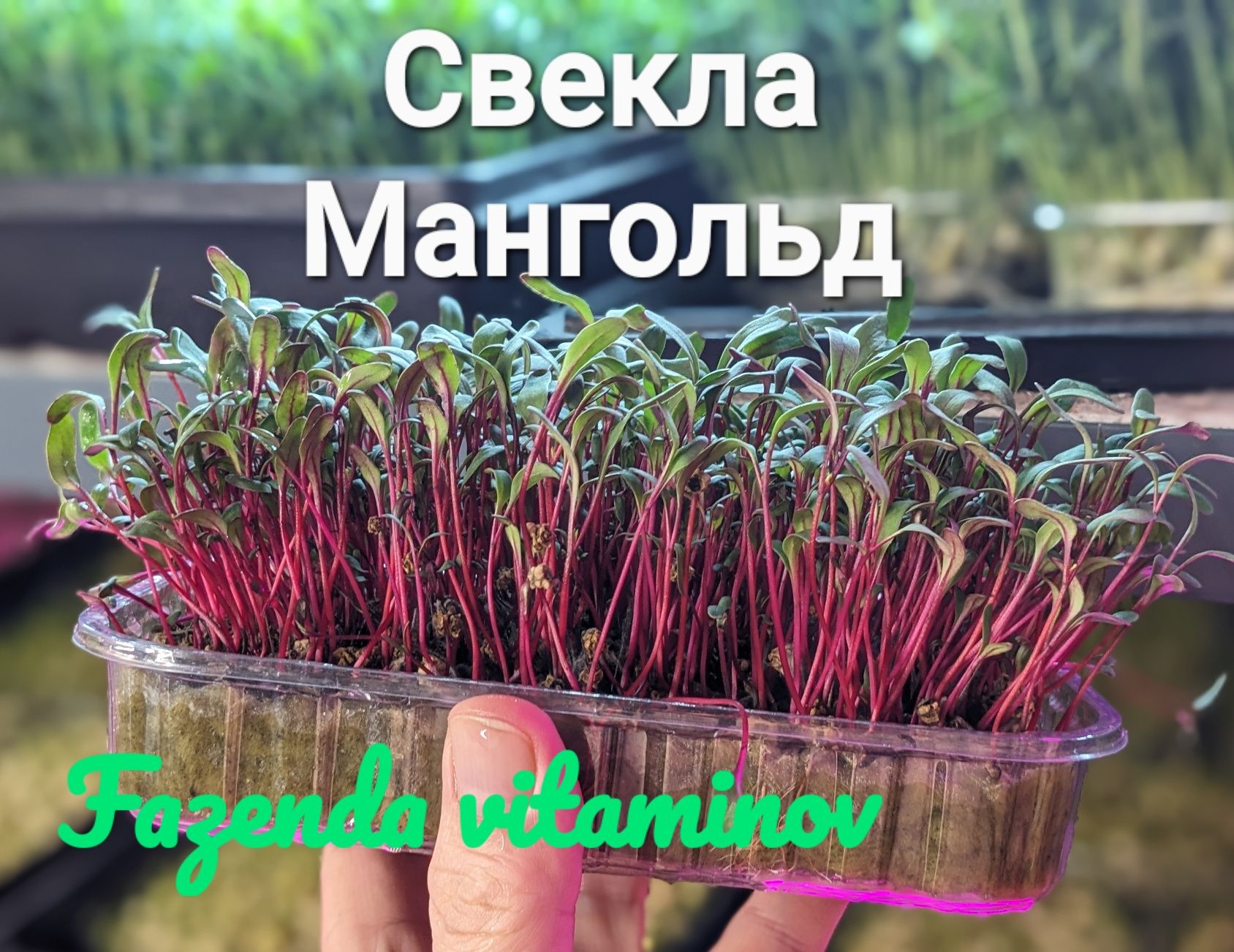 Микрозелень (свое производство)